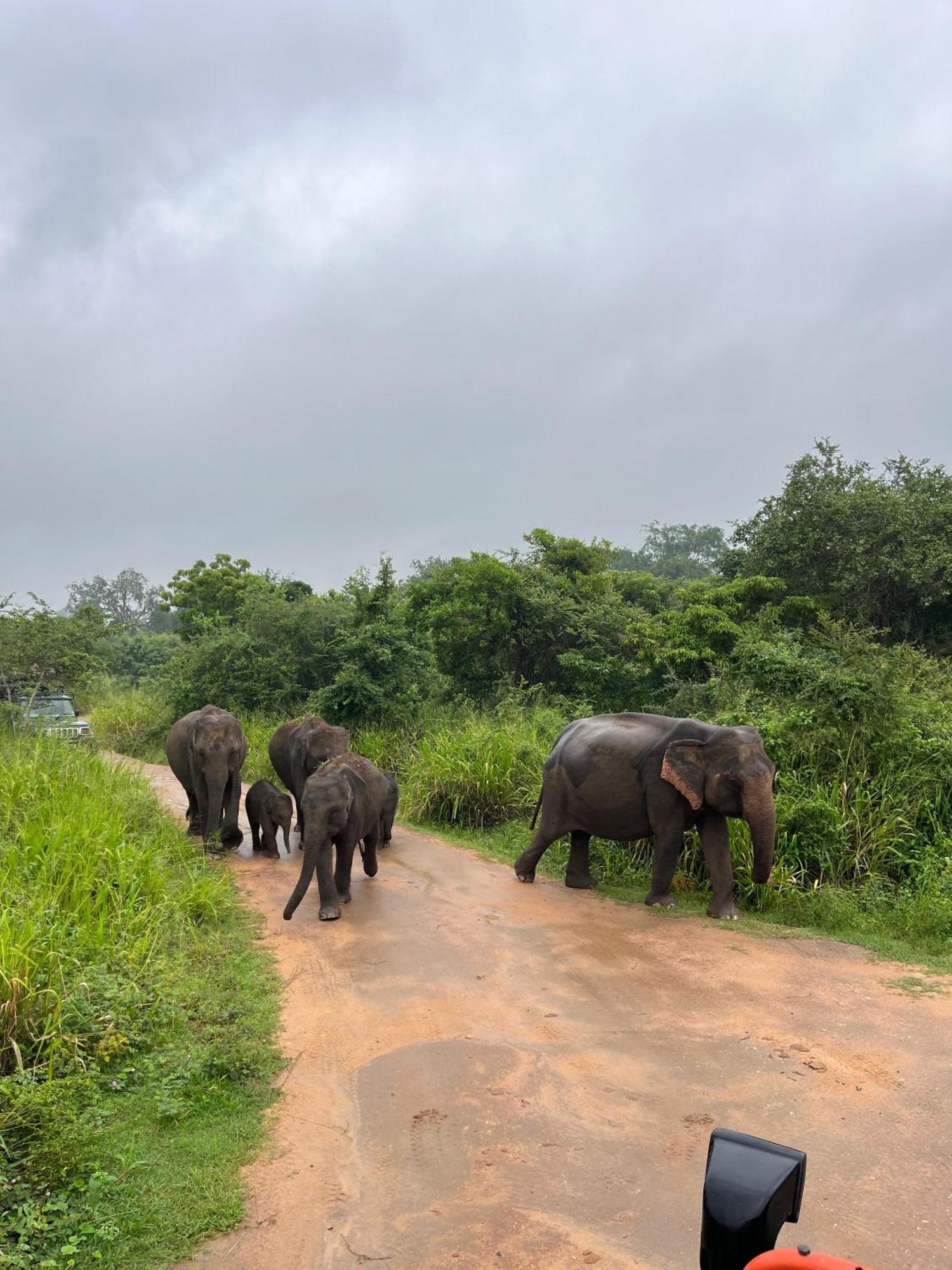 Thilina Homestay Sigiriya Eksteriør billede