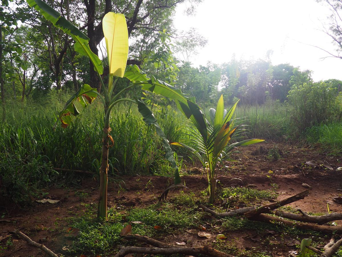 Thilina Homestay Sigiriya Eksteriør billede
